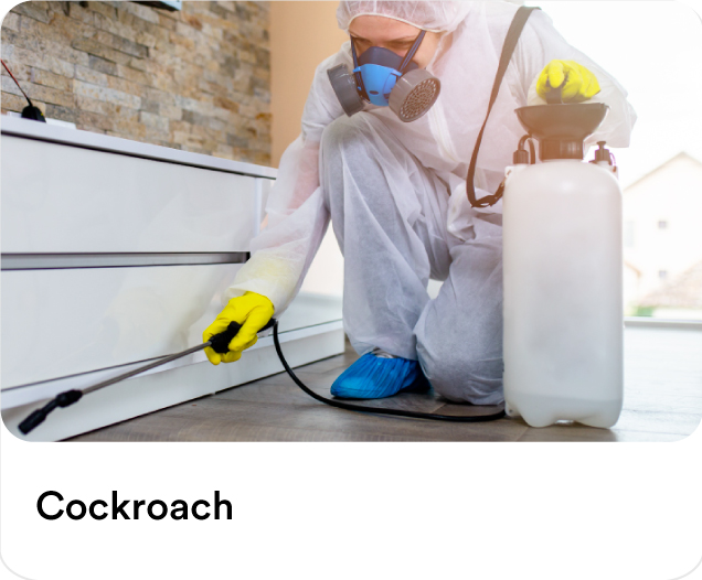 Cockroach Pest Control Services - Get up to AED 60 Off on your first order
