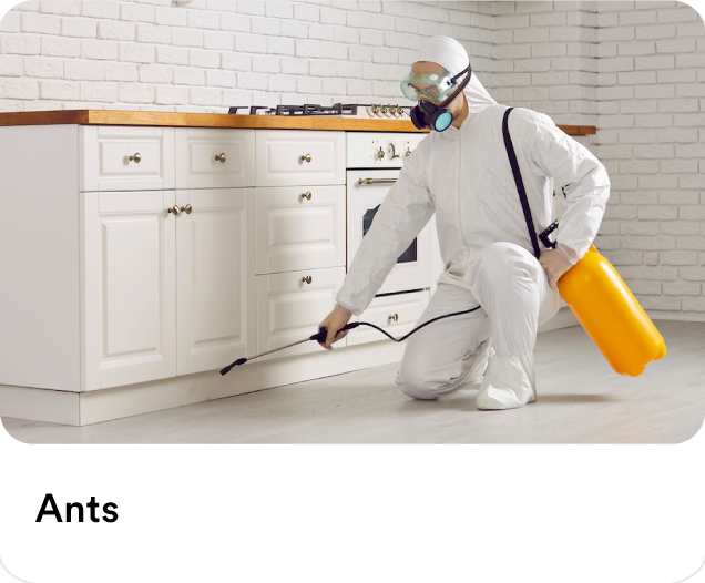 Ants Pest Control Services - Get up to AED 60 Off on your first order