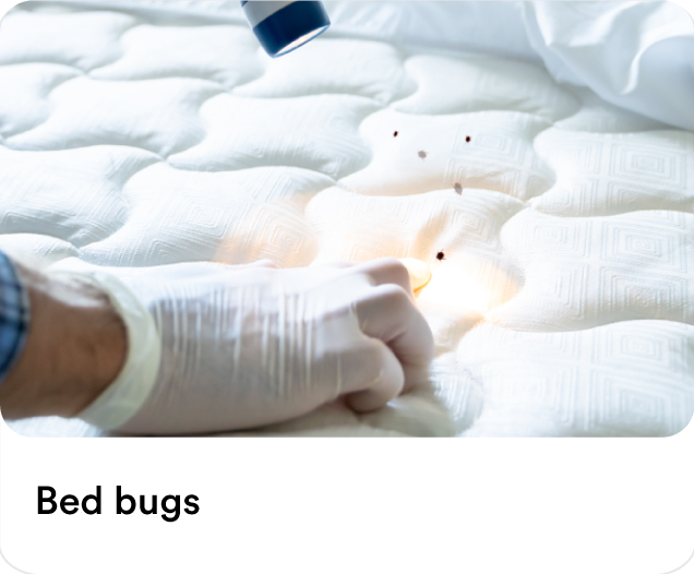 Bedbugs Pest Control Services - Get up to AED 60 Off on your first order